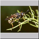 Conops flavipes - Dickkopffliege m08.jpg